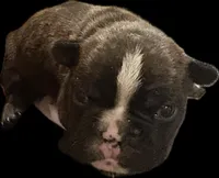 Bruno, a male French Bulldog for sale in Summerville, SC – Photo 1 of 5