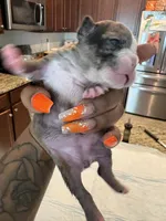 Luna, a female French Bulldog for sale in Summerville, SC – 5 of 6