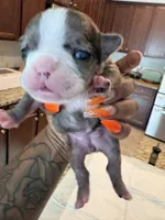Luna, a female French Bulldog for sale in Summerville, SC – 4 of 6