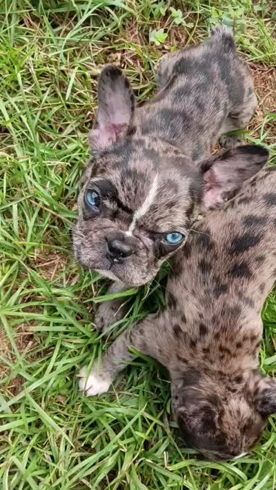 Luna, a female French Bulldog for sale in Summerville, SC – 2 of 9