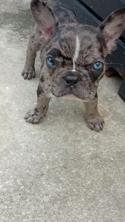 Spyder, a male French Bulldog for sale in Summerville, SC – 2 of 8