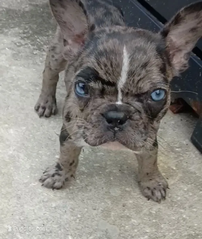 Spyder – French Bulldog puppy for sale in Summerville, SC