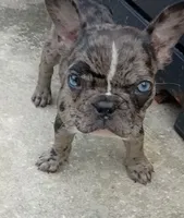 Spyder, a male French Bulldog for sale in Summerville, SC – 1 of 8