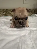 Sasha, a female French Bulldog for sale in Summerville, SC – 3 of 9