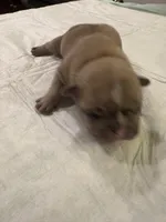 Sasha, a female French Bulldog for sale in Summerville, SC – 4 of 5