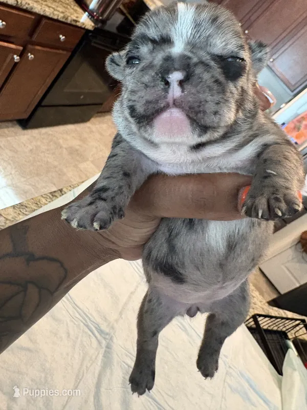 Spyder – French Bulldog puppy for sale in Summerville, SC