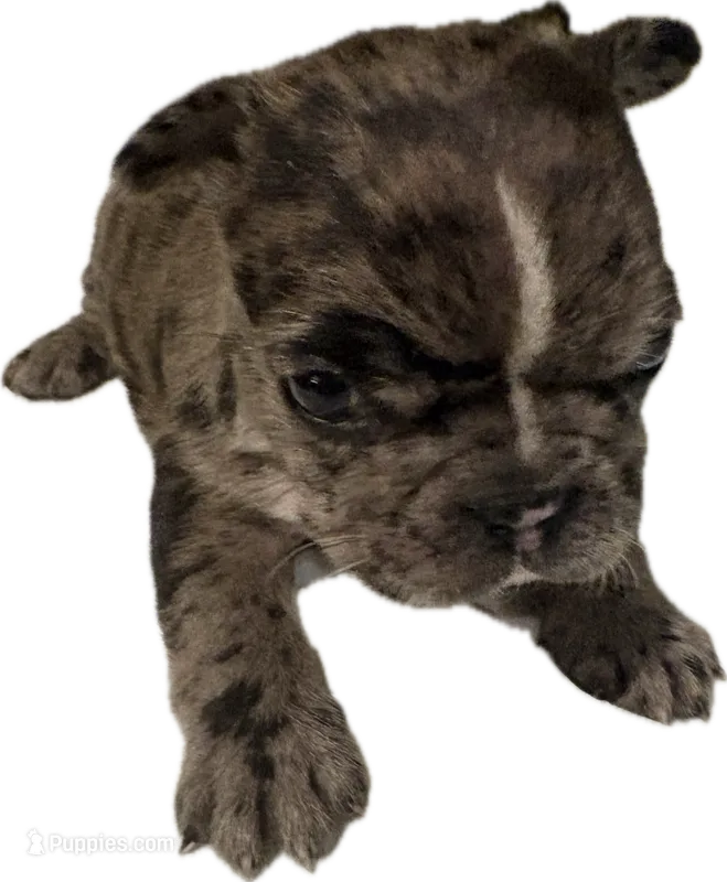 Spyder – French Bulldog puppy for sale in Summerville, SC