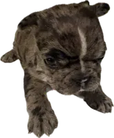 Spyder, a male French Bulldog for sale in Summerville, SC – 4 of 8
