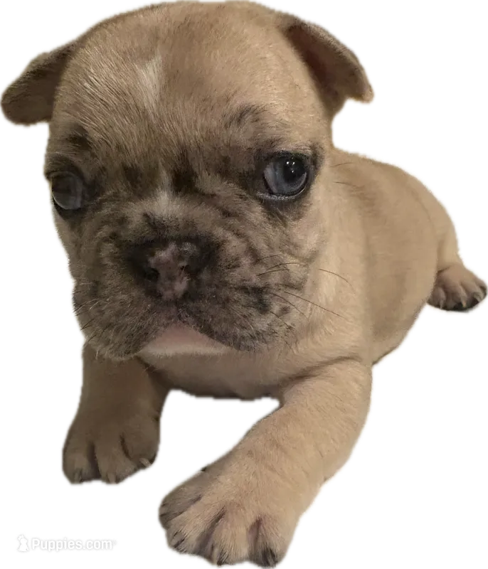 Sasha – French Bulldog puppy for sale in Summerville, SC