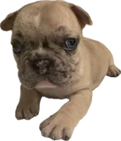 Sasha, a female French Bulldog for sale in Summerville, SC – 1 of 9