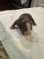 Luna, a female French Bulldog for sale in Summerville, SC – 6 of 6