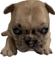 Sasha, a female French Bulldog for sale in Summerville, SC – 4 of 9