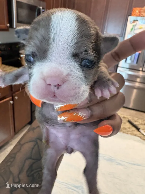 Luna – French Bulldog puppy for sale in Summerville, SC