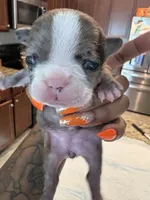 Luna, a female French Bulldog for sale in Summerville, SC – 1 of 6