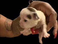 Snoopy, a male French Bulldog for sale in Summerville, SC – Photo 1 of 4