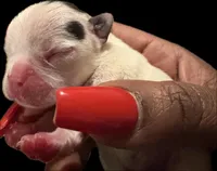 Snoopy, a male French Bulldog for sale in Summerville, SC – Photo 3 of 4