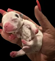 Snoopy, a male French Bulldog for sale in Summerville, SC – Photo 4 of 4