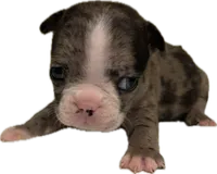 Luna, a female French Bulldog for sale in Summerville, SC – 9 of 9