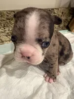 Luna, a female French Bulldog for sale in Summerville, SC – 3 of 9