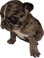Spyder, a male French Bulldog for sale in Summerville, SC – 5 of 8