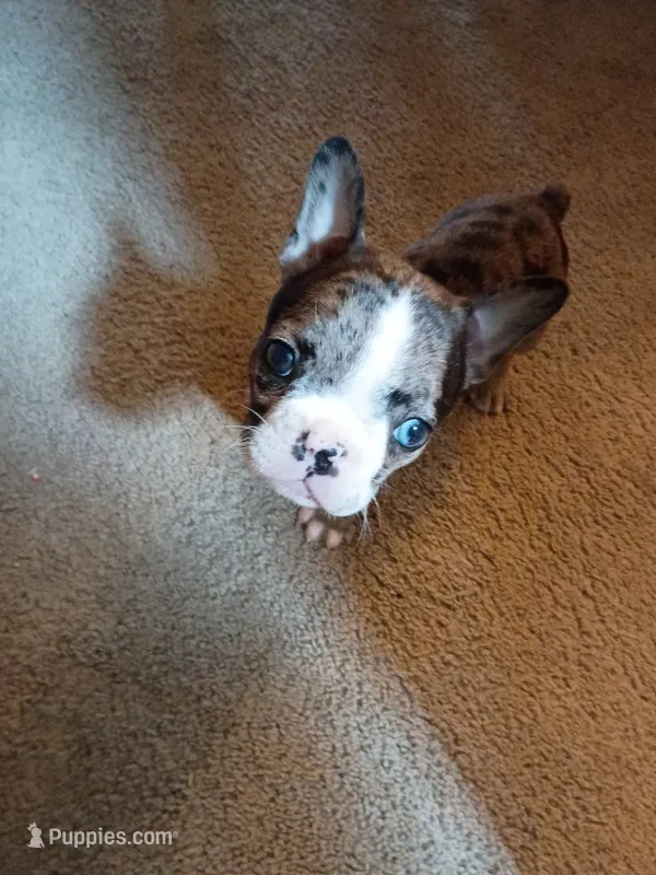 Luna – French Bulldog puppy for sale in Summerville, SC