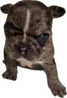 Spyder, a male French Bulldog for sale in Summerville, SC – 7 of 8