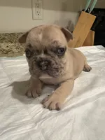 Sasha, a female French Bulldog for sale in Summerville, SC – 2 of 9