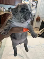 Spyder, a male French Bulldog for sale in Summerville, SC – 4 of 5