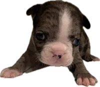 Luna, a female French Bulldog for sale in Summerville, SC – 7 of 9