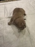 Sasha, a female French Bulldog for sale in Summerville, SC – 5 of 5