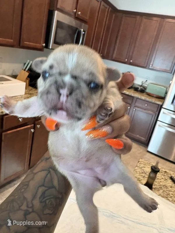Sasha – French Bulldog puppy for sale in Summerville, SC