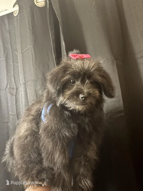 Daisy – Shihpoo puppy for sale in Livingston, AL