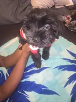 Duke, a male Morkie for sale in North Las Vegas, NV – 3 of 8