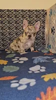 Bandit, a male French Bulldog for sale in North Las Vegas, NV – Photo 2 of 10