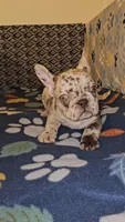 Bandit, a male French Bulldog for sale in North Las Vegas, NV – Photo 5 of 10