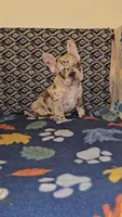 Bandit, a male French Bulldog for sale in North Las Vegas, NV – Photo 1 of 10