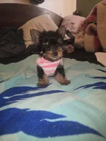 Miss bubbles, a female Yorkshire Terrier for sale in North Las Vegas, NV – 3 of 7