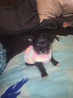 Little, a female Morkie for sale in North Las Vegas, NV – 4 of 6