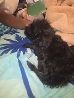 Lily bell, a female Yorkshire Terrier and Morkie for sale in North Las Vegas, NV – 4 of 8
