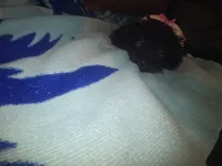 Little bit, a male Morkie for sale in North Las Vegas, NV – 4 of 6