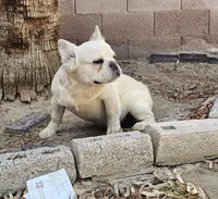 Ghost, a male French Bulldog for sale in North Las Vegas, NV – 3 of 6