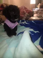 Tee tee, a female Morkie for sale in North Las Vegas, NV – 2 of 8