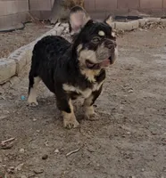 Kona, a male French Bulldog for sale in North Las Vegas, NV – 8 of 10