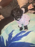 Claire, a female Morkie for sale in North Las Vegas, NV – 3 of 6
