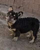 Kona, a male French Bulldog for sale in North Las Vegas, NV – 10 of 10