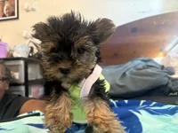 Lady zee, a female Yorkshire Terrier for sale in North Las Vegas, NV – 3 of 5