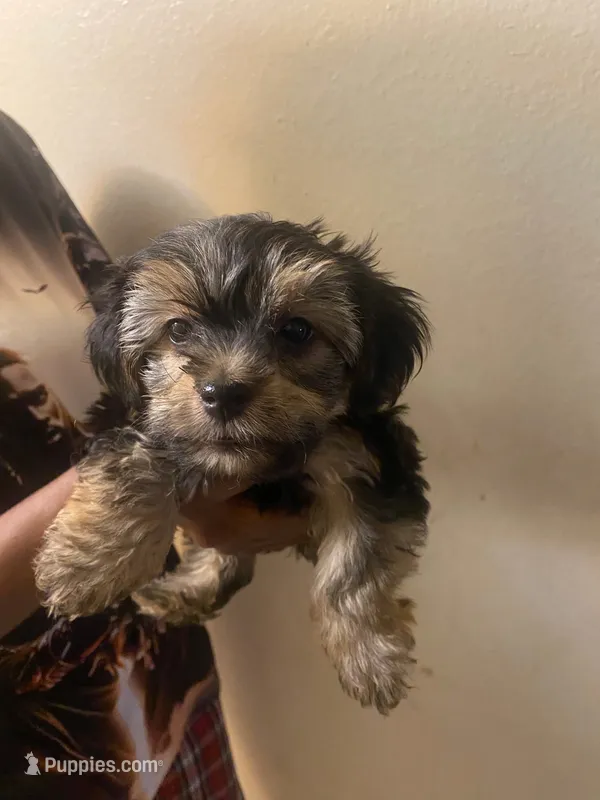 Glitter – Maltipoo, Yorkshire Terrier puppy for sale in North Las Vegas, NV