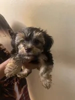 Glitter, a male Maltipoo and Yorkshire Terrier for sale in North Las Vegas, NV – 1 of 1