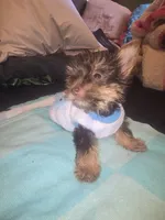 Danello., a male Yorkshire Terrier for sale in North Las Vegas, NV – 4 of 6