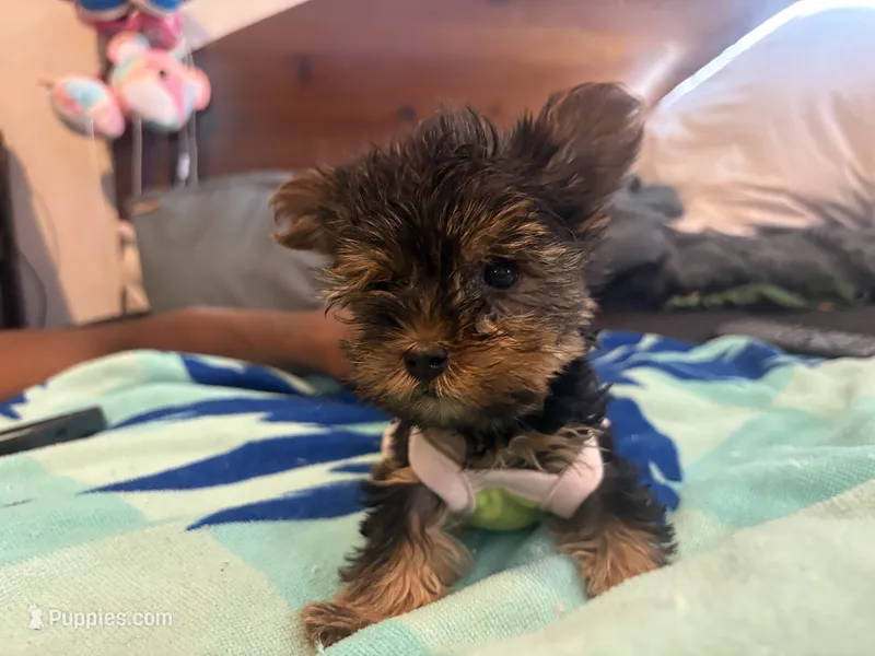 Lady zee – Yorkshire Terrier puppy for sale in North Las Vegas, NV